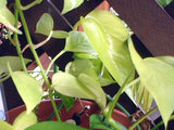 Lime Pothos