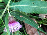 Cirsium nipponicum