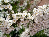 Thunberg's meadowsweet