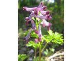 Corydalis incisa