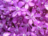 Allium Giganteum