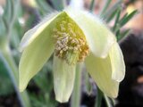 Pulsatilla vulgaris