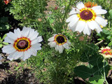 Tricolor daisy