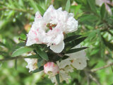 Leptospermum scoparium