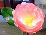 Camellia japonica Shunshoko