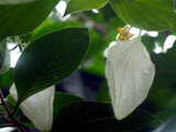 Mussaenda pubescens