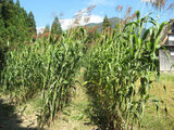 Sorghum bicolor