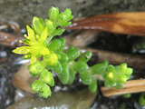 Sedum oryzifolium