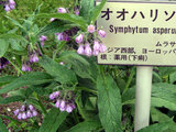 Symphytum asperum