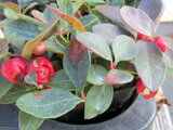 Gaultheria procumbens