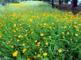 Cosmos sulphureus