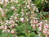 Salvia dorisiana