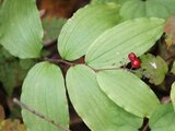 Maianthemum japonicum