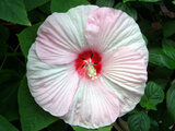 Hibiscus moscheutos