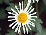 HIgo chrysanthemum