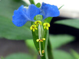 Commelina