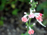 Salvia coccinea