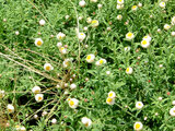 Rhodanthe chlorocephala