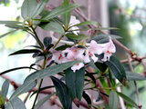 Rhododendron vireya