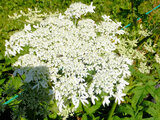 Heracleum lanatum