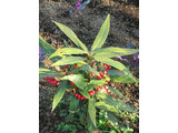 Ardisia japonica