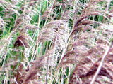 Phragmites australis