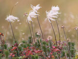 Aleutian avens