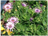 Osteospermum Cape Daisy