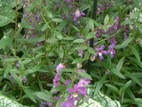 Angelonia