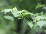 Euonymus hamiltonianus