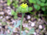 Papaver fauriei