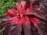 Amaranthus tricolor