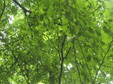 色木槭