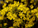 Purple-stem mustard