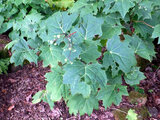 Diphylleia grayi