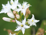 Menyanthes trifoliata