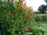 Ipomoea × multifida