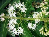 Japanese beautyberry albibacca