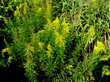 Canada goldenrod