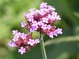 Verbena bonariensis 