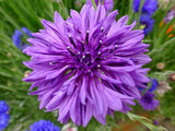 Cornflower