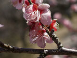 Prunus mume 'Ohginagashi'