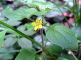 Lysimachia japonica