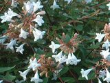 Abelia grandiflora