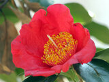 Camellia Kumagai