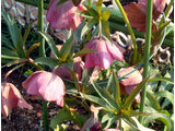 Helleborus orientalis