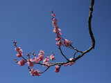 Prunus mume 'Michishirube'