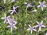 Laurentia 'avant-garde violet'