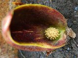 Eastern Skunk Cabbage