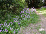 Orychophragmus violaceus